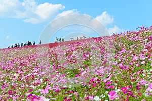 Autumn in Hitachi Seaside Park photo