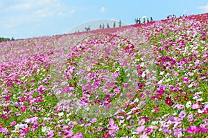 Autumn in Hitachi Seaside Park photo