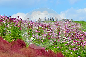 Autumn in Hitachi Seaside Park photo