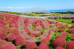 Autumn in Hitachi Seaside Park photo