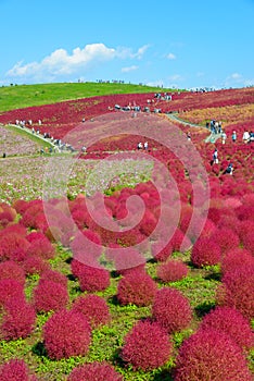 Autumn in Hitachi Seaside Park photo