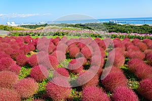 Autumn in Hitachi Seaside Park photo