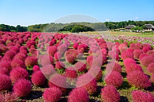 Autumn in Hitachi Seaside Park photo