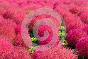 Autumn in Hitachi Seaside Park photo