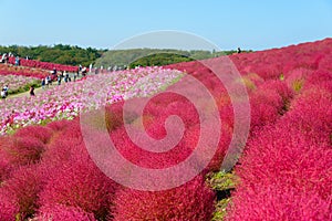 Autumn in Hitachi Seaside Park photo