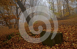 Autumn in Hoia-Baciu Forest, Cluj