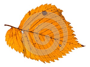 autumn holey leaf of elm tree isolated