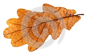 autumn holey leaf of oak tree isolated