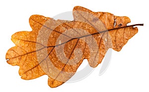 autumn holey leaf of oak tree isolated photo