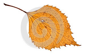 autumn holey yellow leaf of birch tree isolated