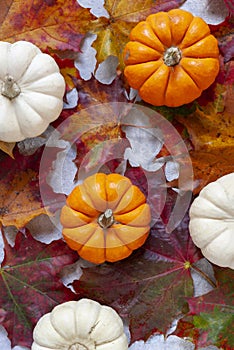 Autumn holiday background with pumpkins and autumn leaves