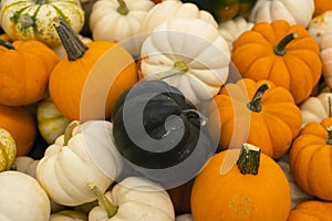 Autumn holiday pumpkin arrangement against