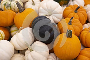 Autumn holiday pumpkin arrangement against