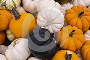 Autumn holiday pumpkin arrangement against