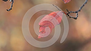 Autumn hornbeam leaves