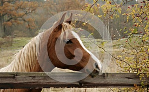 Autumn Horse