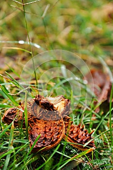 Autumn horse chestnut in the grass