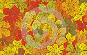 Autumn horse-chestnut leaves vector background