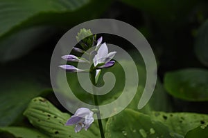 Autumn hosta plants grow in the garden.