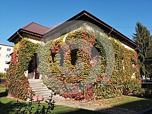 Autumn house covered in colorful ivy