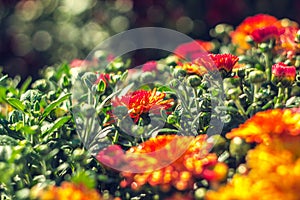 Autumn hrysanthemums, morning burgeoning flowers, color explosion.
