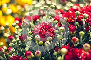 Autumn hrysanthemums, morning burgeoning flowers, color explosion.