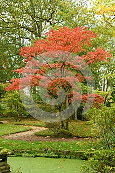 Autumn hues Japanese Garden, red Japanese maple tree