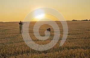 Autumn hunting for field game with a dog at sunset