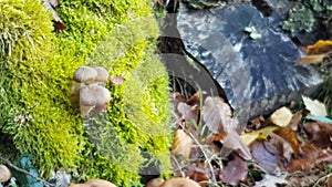 Autumn idyll with mushroom