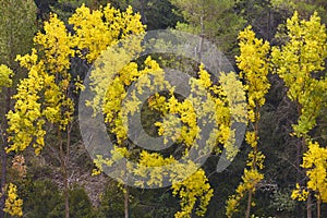 Autumn idyllic forest landscape. Fall season in nature. Golden tone