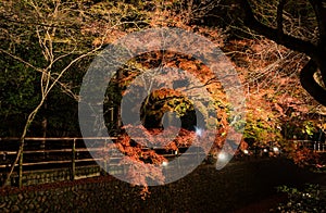 Autumn illumination of Japanese garden with maple trees at night