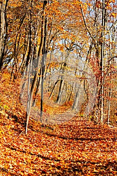 Autumn in an Indiana forest with shadows and fallen leaves across a path