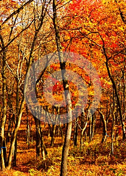 Autumn in an Indiana forest with swamp in background