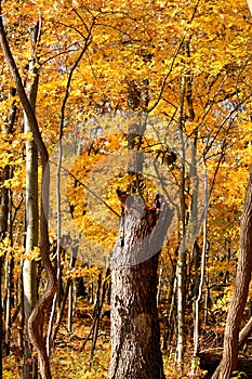 Autumn in an Indiana forest with tree trunk in paths center.