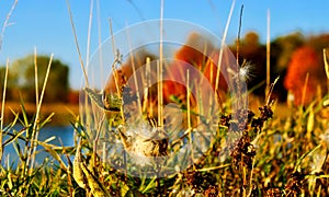 Autumn in an Indiana forest with with weeds in foreground and lake in background