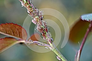 Autumn insects, aphid on roses,