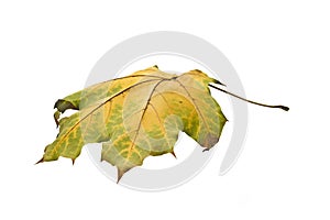 Autumn. Isolated maple leaf