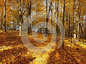 Autumn and its golden carpet of fallen leaves