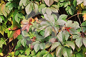 Autumn ivy with green and reddening leaves