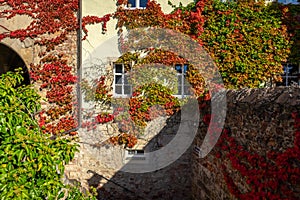 Autumn ivy leaves encircled the wall of an old house.