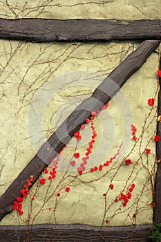 Autumn ivy and old wall