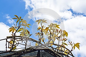 Autumn Ivy Vine produces new leaves in Spring seen against sky 5