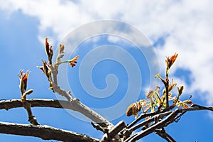 Autumn Ivy Vine produces new leaves in Spring seen against sky 3