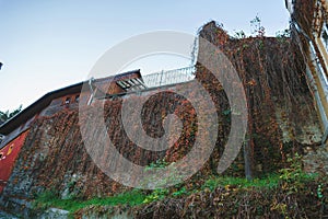 Autumn ivy on wall of house