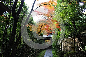 Autumn in Japan