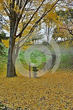 Autumn in Japan - Falling Ginkgo leaves