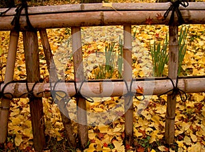 Autumn Japanese fence