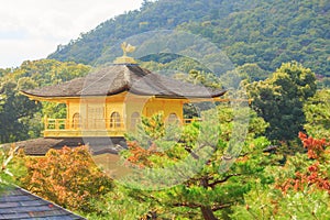 Autumn Japanese garden with maple in Kinkakuji temple at Kyoto