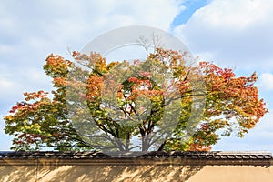 Autumn Japanese garden with maple in Kinkakuji temple at Kyoto, Japan