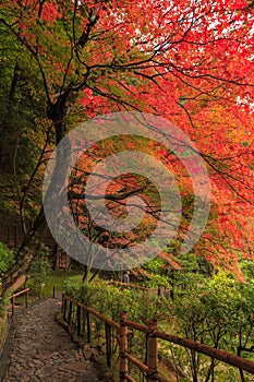 Autumn Japanese garden with maple in Kyoto